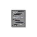 Picture of Shark chart _GroupedProduct_Rectangle_Portrait_Mini_ _GroupedProduct_Rectangle_Portrait_Canvas_Framed_