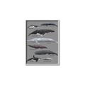 Picture of Shark chart _GroupedProduct_Rectangle_Portrait_Mini_ _GroupedProduct_Rectangle_Portrait_Canvas_Framed_