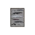 Picture of Shark chart _GroupedProduct_Rectangle_Portrait_Mini_ _GroupedProduct_Rectangle_Portrait_Canvas_Framed_