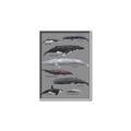 Picture of Shark chart _GroupedProduct_Rectangle_Portrait_Mini_ _GroupedProduct_Rectangle_Portrait_Canvas_Framed_