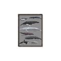 Picture of Shark chart _GroupedProduct_Rectangle_Portrait_Mini_ _GroupedProduct_Rectangle_Portrait_Canvas_Framed_