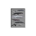 Picture of Shark chart _GroupedProduct_Rectangle_Portrait_Mini_ _GroupedProduct_Rectangle_Portrait_Canvas_Framed_
