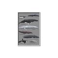 Picture of Shark chart _GroupedProduct_Rectangle_Portrait_Mini_ _GroupedProduct_Rectangle_Portrait_Canvas_Framed_