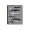 Picture of Shark chart _GroupedProduct_Rectangle_Portrait_Mini_ _GroupedProduct_Rectangle_Portrait_Canvas_Framed_