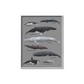 Picture of Shark chart _GroupedProduct_Rectangle_Portrait_Mini_ _GroupedProduct_Rectangle_Portrait_Canvas_Framed_