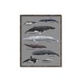 Picture of Shark chart _GroupedProduct_Rectangle_Portrait_Mini_ _GroupedProduct_Rectangle_Portrait_Canvas_Framed_