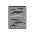 Picture of Shark chart _GroupedProduct_Rectangle_Portrait_Mini_ _GroupedProduct_Rectangle_Portrait_Canvas_Framed_