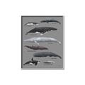 Picture of Shark chart _GroupedProduct_Rectangle_Portrait_Mini_ _GroupedProduct_Rectangle_Portrait_Canvas_Framed_