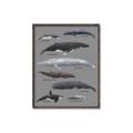 Picture of Shark chart _GroupedProduct_Rectangle_Portrait_Mini_ _GroupedProduct_Rectangle_Portrait_Canvas_Framed_