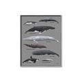 Picture of Shark chart _GroupedProduct_Rectangle_Portrait_Mini_ _GroupedProduct_Rectangle_Portrait_Canvas_Framed_