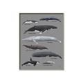 Picture of Shark chart _GroupedProduct_Rectangle_Portrait_Mini_ _GroupedProduct_Rectangle_Portrait_Canvas_Framed_