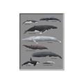 Picture of Shark chart _GroupedProduct_Rectangle_Portrait_Mini_ _GroupedProduct_Rectangle_Portrait_Canvas_Framed_