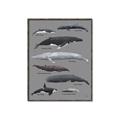 Picture of Shark chart _GroupedProduct_Rectangle_Portrait_Mini_ _GroupedProduct_Rectangle_Portrait_Canvas_Framed_
