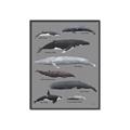 Picture of Shark chart _GroupedProduct_Rectangle_Portrait_Mini_ _GroupedProduct_Rectangle_Portrait_Canvas_Framed_