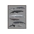 Picture of Shark chart _GroupedProduct_Rectangle_Portrait_Mini_ _GroupedProduct_Rectangle_Portrait_Canvas_Framed_