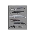 Picture of Shark chart _GroupedProduct_Rectangle_Portrait_Mini_ _GroupedProduct_Rectangle_Portrait_Canvas_Framed_