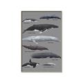 Picture of Shark chart _GroupedProduct_Rectangle_Portrait_Mini_ _GroupedProduct_Rectangle_Portrait_Canvas_Framed_