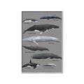 Picture of Shark chart _GroupedProduct_Rectangle_Portrait_Mini_ _GroupedProduct_Rectangle_Portrait_Canvas_Framed_