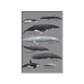 Picture of Shark chart _GroupedProduct_Rectangle_Portrait_Mini_ _GroupedProduct_Rectangle_Portrait_Canvas_Framed_