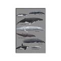Picture of Shark chart _GroupedProduct_Rectangle_Portrait_Mini_ _GroupedProduct_Rectangle_Portrait_Canvas_Framed_