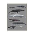Picture of Shark chart _GroupedProduct_Rectangle_Portrait_Mini_ _GroupedProduct_Rectangle_Portrait_Canvas_Framed_