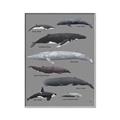 Picture of Shark chart _GroupedProduct_Rectangle_Portrait_Mini_ _GroupedProduct_Rectangle_Portrait_Canvas_Framed_