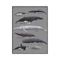 Picture of Shark chart _GroupedProduct_Rectangle_Portrait_Mini_ _GroupedProduct_Rectangle_Portrait_Canvas_Framed_