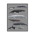 Picture of Shark chart _GroupedProduct_Rectangle_Portrait_Mini_ _GroupedProduct_Rectangle_Portrait_Canvas_Framed_