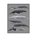 Picture of Shark chart _GroupedProduct_Rectangle_Portrait_Mini_ _GroupedProduct_Rectangle_Portrait_Canvas_Framed_