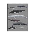 Picture of Shark chart _GroupedProduct_Rectangle_Portrait_Mini_ _GroupedProduct_Rectangle_Portrait_Canvas_Framed_