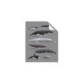 Picture of Shark chart _GroupedProduct_Rectangle_Portrait_Mini_ _GroupedProduct_Rectangle_Portrait_Unframed_Print_Only_