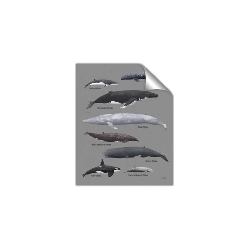 Picture of Shark chart _GroupedProduct_Rectangle_Portrait_Mini_ _GroupedProduct_Rectangle_Portrait_Unframed_Print_Only_