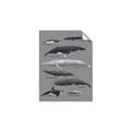 Picture of Shark chart _GroupedProduct_Rectangle_Portrait_Mini_ _GroupedProduct_Rectangle_Portrait_Unframed_Print_Only_