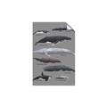 Picture of Shark chart _GroupedProduct_Rectangle_Portrait_Mini_ _GroupedProduct_Rectangle_Portrait_Unframed_Print_Only_