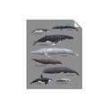Picture of Shark chart _GroupedProduct_Rectangle_Portrait_Mini_ _GroupedProduct_Rectangle_Portrait_Unframed_Print_Only_