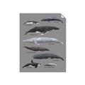 Picture of Shark chart _GroupedProduct_Rectangle_Portrait_Mini_ _GroupedProduct_Rectangle_Portrait_Unframed_Print_Only_