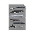 Picture of Shark chart _GroupedProduct_Rectangle_Portrait_Mini_ _GroupedProduct_Rectangle_Portrait_Unframed_Print_Only_