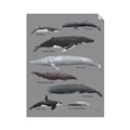 Picture of Shark chart _GroupedProduct_Rectangle_Portrait_Mini_ _GroupedProduct_Rectangle_Portrait_Unframed_Print_Only_