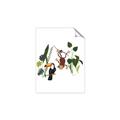 Picture of Hanging in the rainforest I _GroupedProduct_Rectangle_Portrait_Mini_ _GroupedProduct_Rectangle_Portrait_Unframed_Print_Only_