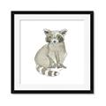 Picture of Baby Raccoon _GroupedProduct_Square_Mini_ _GroupedProduct_Square_Framed_Matted_