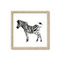 Picture of Little Zebra _GroupedProduct_Square_Mini_ _GroupedProduct_Square_Framed_Matted_