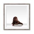 Picture of Singular Bear _GroupedProduct_Square_Mini_ _GroupedProduct_Square_Framed_Matted_