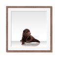 Picture of Singular Bear _GroupedProduct_Square_Mini_ _GroupedProduct_Square_Framed_Matted_