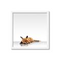 Picture of Singular Fox  _GroupedProduct_Square_Mini_ _GroupedProduct_Square_Framed_Matted_
