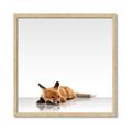 Picture of Singular Fox  _GroupedProduct_Square_Mini_ _GroupedProduct_Square_Framed_Matted_
