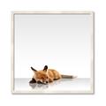 Picture of Singular Fox  _GroupedProduct_Square_Mini_ _GroupedProduct_Square_Framed_Matted_