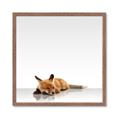 Picture of Singular Fox  _GroupedProduct_Square_Mini_ _GroupedProduct_Square_Framed_Matted_