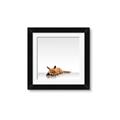 Picture of Singular Fox  _GroupedProduct_Square_Mini_ _GroupedProduct_Square_Framed_Matted_