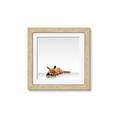 Picture of Singular Fox  _GroupedProduct_Square_Mini_ _GroupedProduct_Square_Framed_Matted_