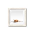 Picture of Singular Fox  _GroupedProduct_Square_Mini_ _GroupedProduct_Square_Framed_Matted_